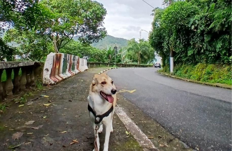 dog-walker